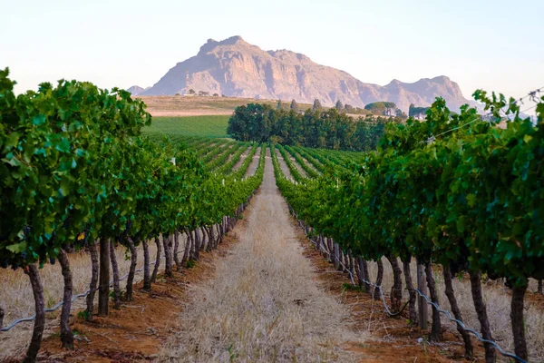 Ландшафт Заході Сонця Горами Стелленбоші Біля Кейптауна Південна Африка Виноград — стокове фото