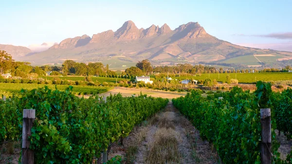 Krajobraz Winnicy Zachodzie Słońca Górami Stellenbosch Pobliżu Kapsztadu Rpa Winogrona — Zdjęcie stockowe