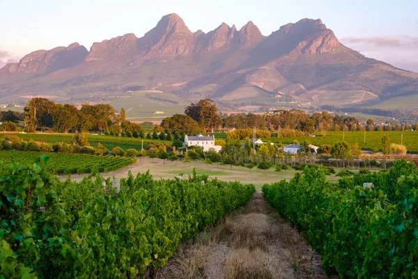 Krajobraz Winnicy Zachodzie Słońca Górami Stellenbosch Pobliżu Kapsztadu Rpa Winogrona — Zdjęcie stockowe