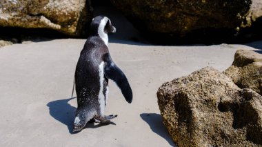 Güney Afrika 'daki Simons Town, Cape Town' daki Boulders Plajı 'ndaki penguenler. Güzel penguenler. Güney Afrika 'da kayalık bir plajda Afrika penguenleri kolonisi.