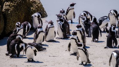 Güney Afrika 'daki Simons Town, Cape Town' daki Boulders Plajı 'ndaki penguenler. Güzel penguenler. Güney Afrika 'da kayalık bir plajda Afrika penguenleri kolonisi.