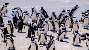 Bir grup penguen Simons Town, Cape Town, Güney Afrika 'daki Boulders Sahili' nde. Güzel penguenler. Güney Afrika Batı Burnu 'nda kayalık bir plajda Afrika penguenleri kolonisi