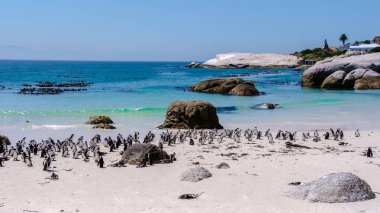 Güney Afrika 'daki Simons Town, Cape Town' daki Boulders Plajı 'ndaki penguenler. Güzel penguenler. Güney Afrika 'da kayalık bir plajda Afrika penguenleri kolonisi.