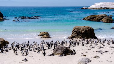Bir grup penguen Simons Town, Cape Town, Güney Afrika 'daki Boulders Sahili' nde. Güzel penguenler. Güney Afrika Batı Burnu 'nda kayalık bir plajda Afrika penguenleri kolonisi