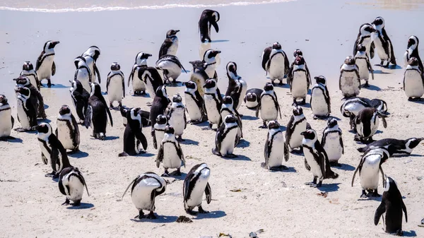 Grupp Pingviner Boulders Beach Simons Town Kapstaden Sydafrika Vackra Pingviner — Stockfoto