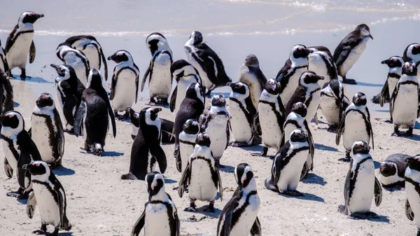 Eine Gruppe Pinguine Boulders Beach Simons Town Kapstadt Südafrika Schöne — Stockfoto