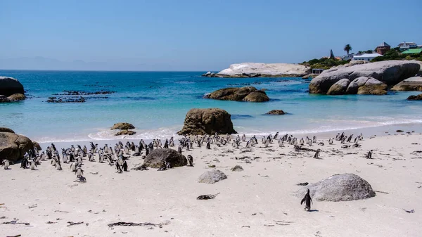 Güney Afrika 'daki Simons Town, Cape Town' daki Boulders Plajı 'ndaki penguenler. Güzel penguenler. Güney Afrika 'da kayalık bir plajda Afrika penguenleri kolonisi.