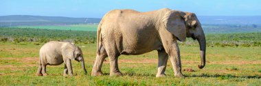 Addo Fil Parkı Güney Afrika, Addo fil parkındaki Fil Ailesi, büyük bir Afrika fili grubu.