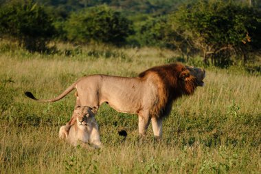 Kruger ulusu parkında çiftleşen aslanlar, dişi ve erkek aslan çiftleşir, aslanlar çok eşlidir ve yıl boyunca üreyebilirler, aslanların çiftleşme davranışları dişiler için acı verici bir süreçtir.
