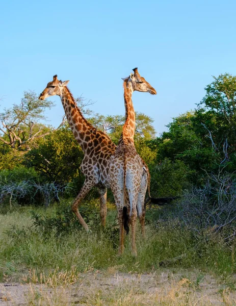 stock image Giraffe in the bush of Kruger national park South Africa during safari at sunset. Giraffe at dawn in Kruger Park South Africa