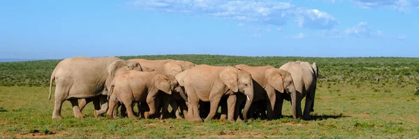 Addo Elephant Park Zuid Afrika Familie Van Olifanten Addo Olifant — Stockfoto