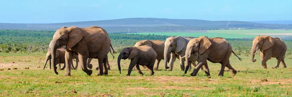 Addo Fil Parkı Güney Afrika Addo Fil Parkındaki Fil Ailesi — Stok fotoğraf