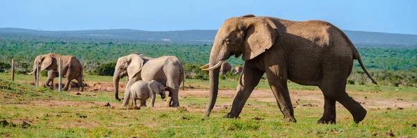 Addo Elephant Park Rpa Rodzina Słoni Parku Słoni Addo Duża — Zdjęcie stockowe