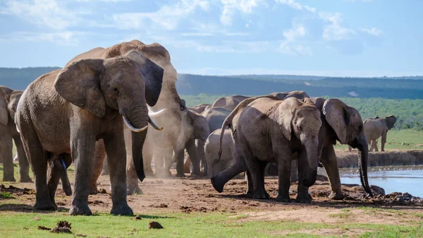 Addo Elephant Park Afrique Sud Famille Éléphants Dans Addo Elephant — Photo
