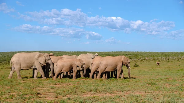 Addo Elephant Park Südafrika Elefantenfamilie Addo Elefantenpark Eine Große Gruppe — Stockfoto