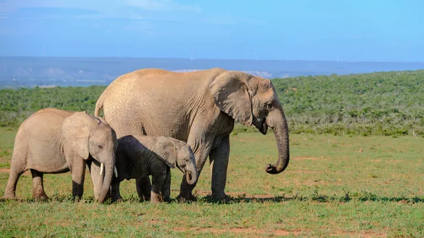 Addo Fil Parkı Güney Afrika Addo Fil Parkındaki Fil Ailesi — Stok fotoğraf