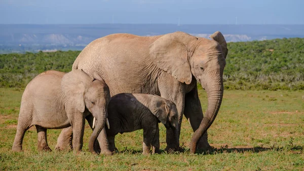 Addo Elephant Park Νότια Αφρική Οικογένεια Ελεφάντων Στο Πάρκο Addo — Φωτογραφία Αρχείου