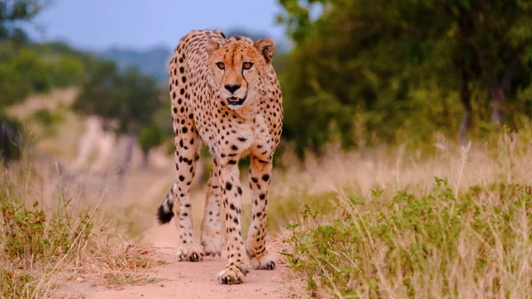 Cheeta Wildtier Kruger National Park Südafrika Geparden Auf Der Jagd — Stockfoto