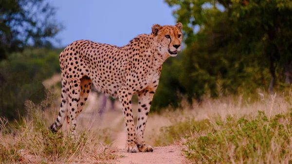 Cheeta Vadállat Kruger Nemzeti Parkban Dél Afrika Cheetah Vadászaton Naplementekor — Stock Fotó