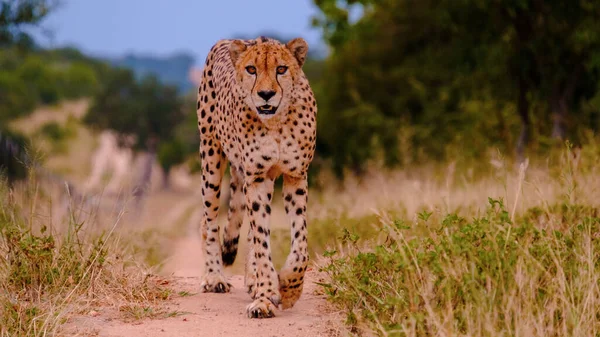 Cheeta Vadállat Kruger Nemzeti Park Dél Afrika Cheetah Vadászat Naplementekor — Stock Fotó