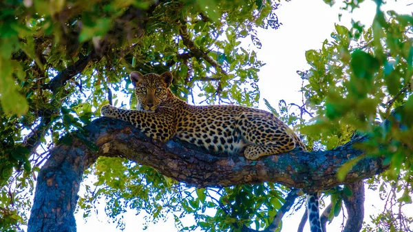 Animal Sauvage Léopard Dans Parc National Kruger Afrique Sud Léopard — Photo