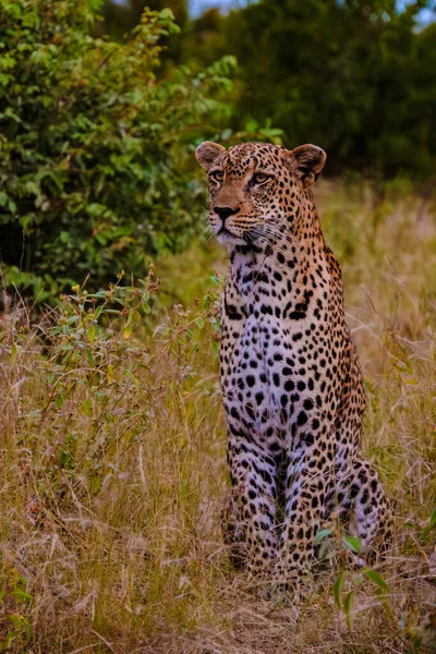 Leopárd Vadállat Kruger Nemzeti Parkban Dél Afrika Leopárd Vadászaton Naplementekor — Stock Fotó