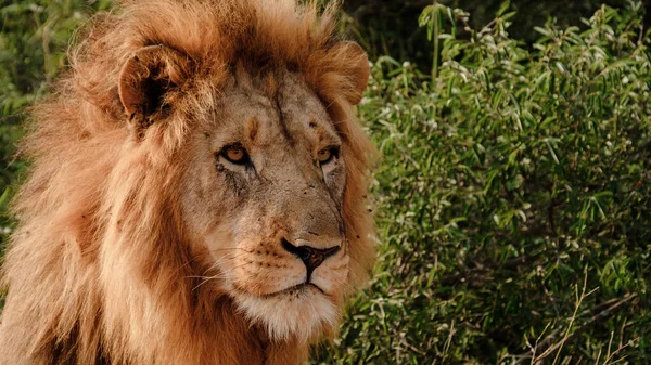 Κοντινό Πλάνο Του Αρσενικού Λιονταριού Κοιτάζοντας Κάμερα Kruger National Park — Φωτογραφία Αρχείου