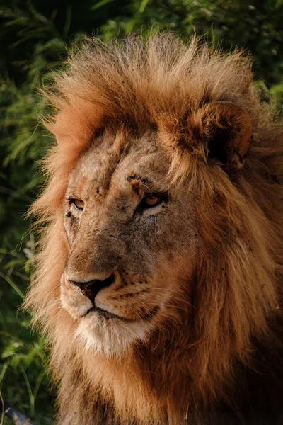 Primer Plano Del León Macho Mirando Cámara Parque Nacional Kruger — Foto de Stock