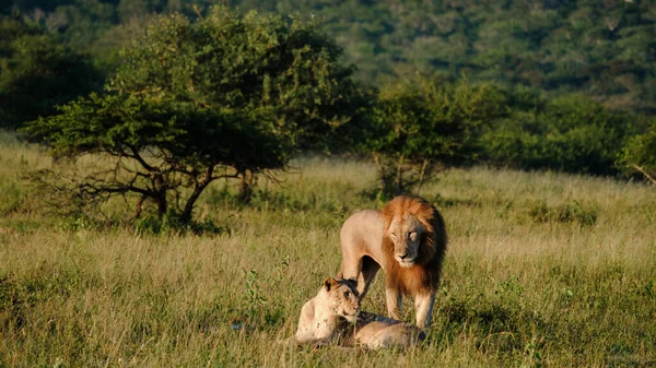 Λιοντάρια Ζευγαρώνουν Στο Εθνικό Πάρκο Κρούγκερ Της Νότιας Αφρικής Θηλυκά — Φωτογραφία Αρχείου