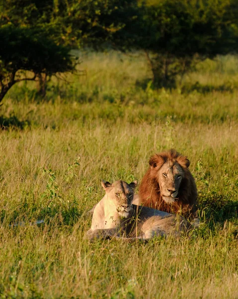 Африканские Львы Время Сафари Национальном Парке Крюгер Южной Африке Закрыть — стоковое фото