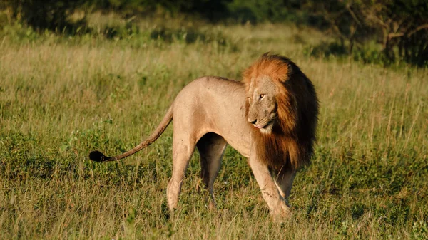 Leones Africanos Durante Safari Unidad Juego Parque Nacional Kruger Sudáfrica — Foto de Stock