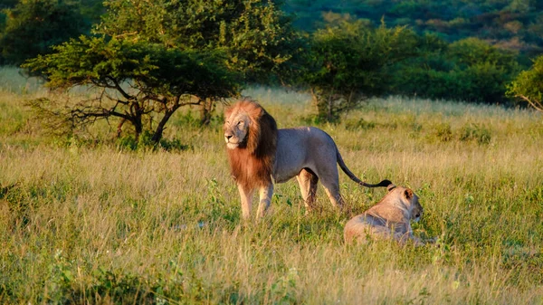 在南非克鲁格国家公园 非洲狮子在狩猎游戏中驾驶 狮子的近视镜头看着摄像机 — 图库照片