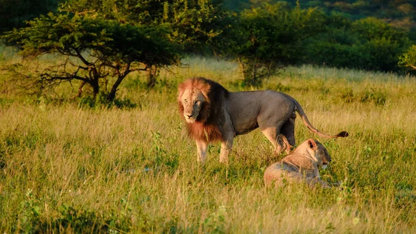 Африканские Львы Время Сафари Национальном Парке Крюгер Южной Африке Закрытие — стоковое фото