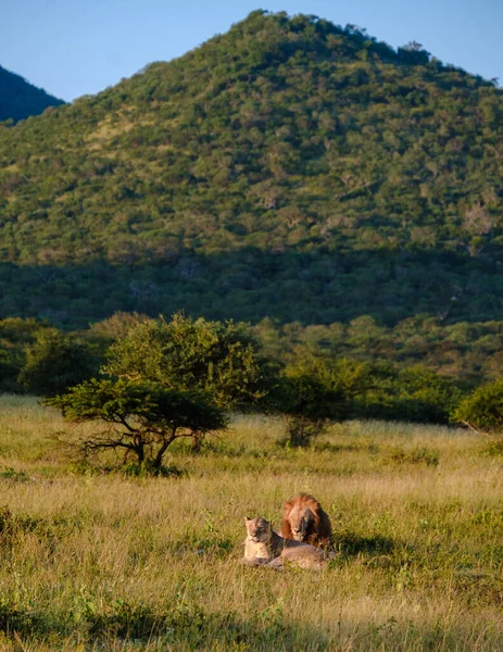 아프리카 African Lions 남아프리카 공화국 크루거 공원에서 사파리 경기를 도중에 — 스톡 사진