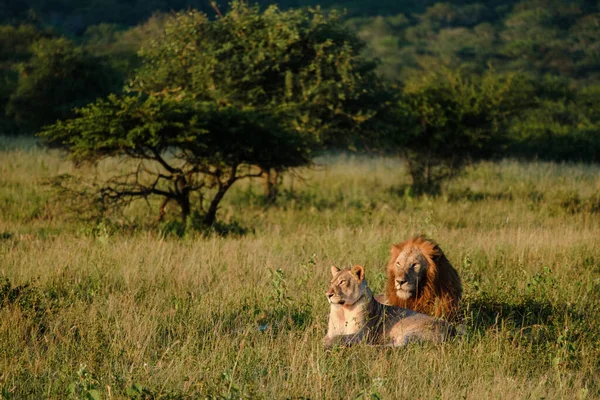 Αφρικανική Lions Κατά Διάρκεια Σαφάρι Παιχνίδι Στο Kruger National Park — Φωτογραφία Αρχείου