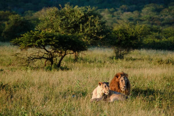 Африканські Леви Під Час Гри Сафарі Національному Парку Крюгер Південній — стокове фото