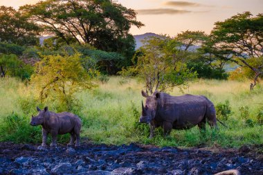 Beyaz Gergedan Güney Afrika 'da, Kruger Ulusal Parkı yakınlarındaki çalılıklarda, Beyaz Gergedan, Vahşi Afrika Beyaz Gergedanı, Güney Afrika