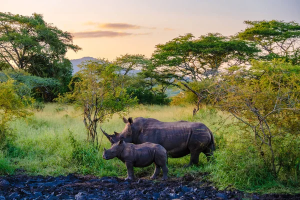 Bílý Nosorožec Keři Jižní Africe Blízkosti Kruger Národního Parku Bílý — Stock fotografie