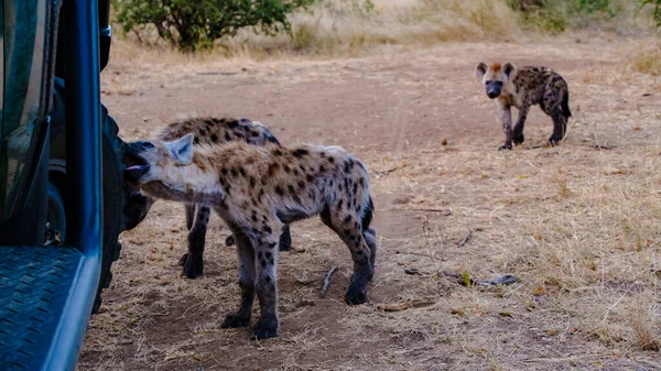 Hiena Parque Nacional Kruger Sudáfrica Familia Hyena Sudáfrica Caminando Alrededor — Foto de Stock