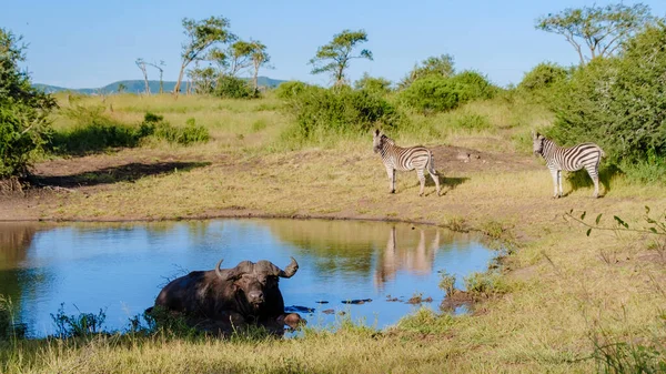 stock image African buffalo and zebras around a water pool during a game drive safari in South Africa near Kruger national park