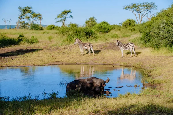 Kruger Ulusal Parkı Yakınlarındaki Güney Afrika Bir Oyun Safarisi Sırasında — Stok fotoğraf