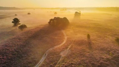 Zuiderheide National park Veluwe, purple pink heather in bloom, blooming heater on the Veluwe by Laren Hilversum Netherlands, blooming heather fields