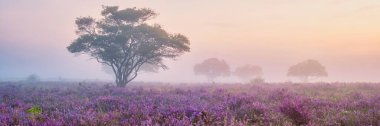 Zuiderheide National park Veluwe, purple pink heather in bloom, blooming heater on the Veluwe by Laren Hilversum Netherlands, blooming heather fields