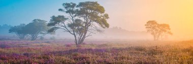 Zuiderheide National park Veluwe, purple pink heather in bloom, blooming heater on the Veluwe by Laren Hilversum Netherlands, blooming heather fields