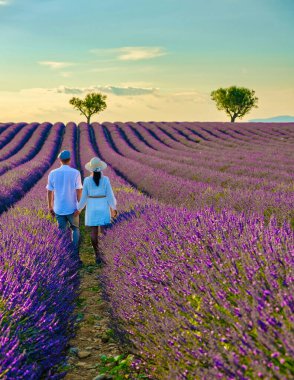 Provence, Lavanta tarlası Fransa, Valensole Platosu, Lavanta Platosu, Provence, Güney Fransa