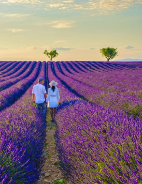 Provence, Lavanta tarlası Fransa, Valensole Platosu, Lavanta Platosu, Provence, Güney Fransa