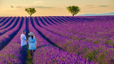 Provence, Lavanta tarlası Fransa, Valensole Platosu, lavanta rengi bir plato, Valensole Platosu, Provence, Güney Fransa Birkaç erkek ve kadın Provence 'de tatildeler.