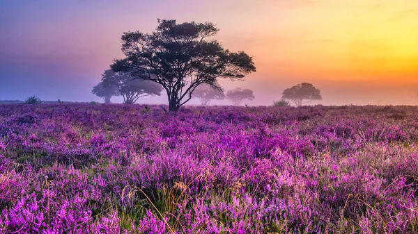 Квітуче Вересове Поле Нідерландах Поблизу Hilversum Veluwe Zuiderheide Квітучі Рожеві — стокове фото