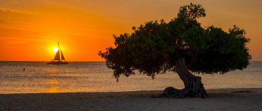 Günbatımında Aruba 'da Eagle Beach' in kıyısında Divi Divi Ağaçları ve okyanusta güneş gören bir yelkenli.,