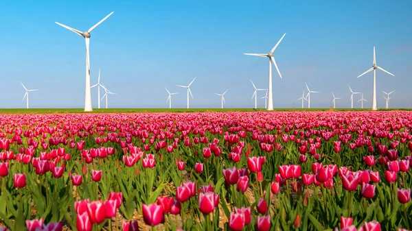 Вітряний Парк Блакитним Небом Зеленим Сільськогосподарським Полем Квітами Тюльпанів Нідерландах — стокове фото